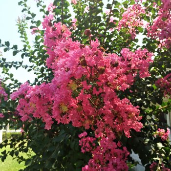 Lagerstroemia Indica (Myrta krepová) ´VIOLACEA´ - kont. C10L, výška 130-150 cm